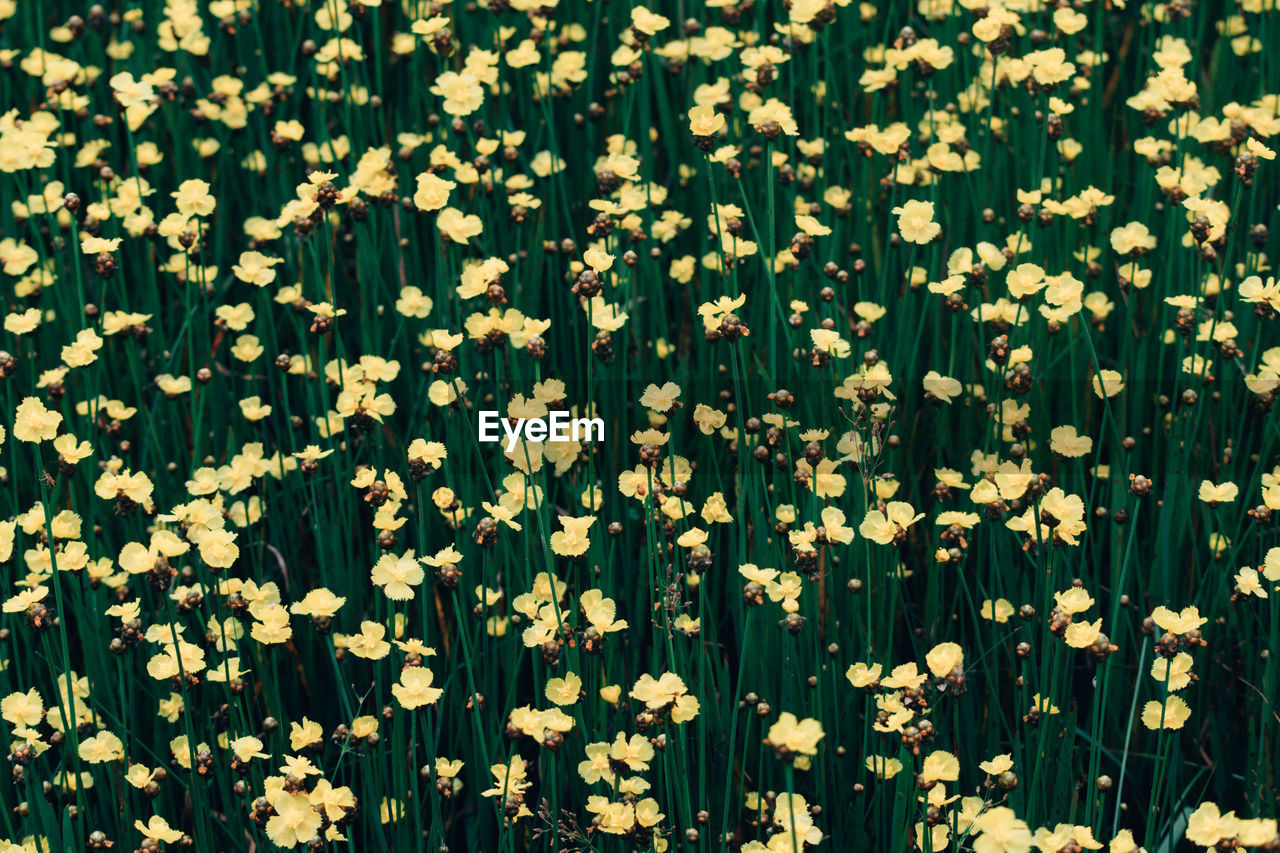 Full frame shot of white flowering plants on field