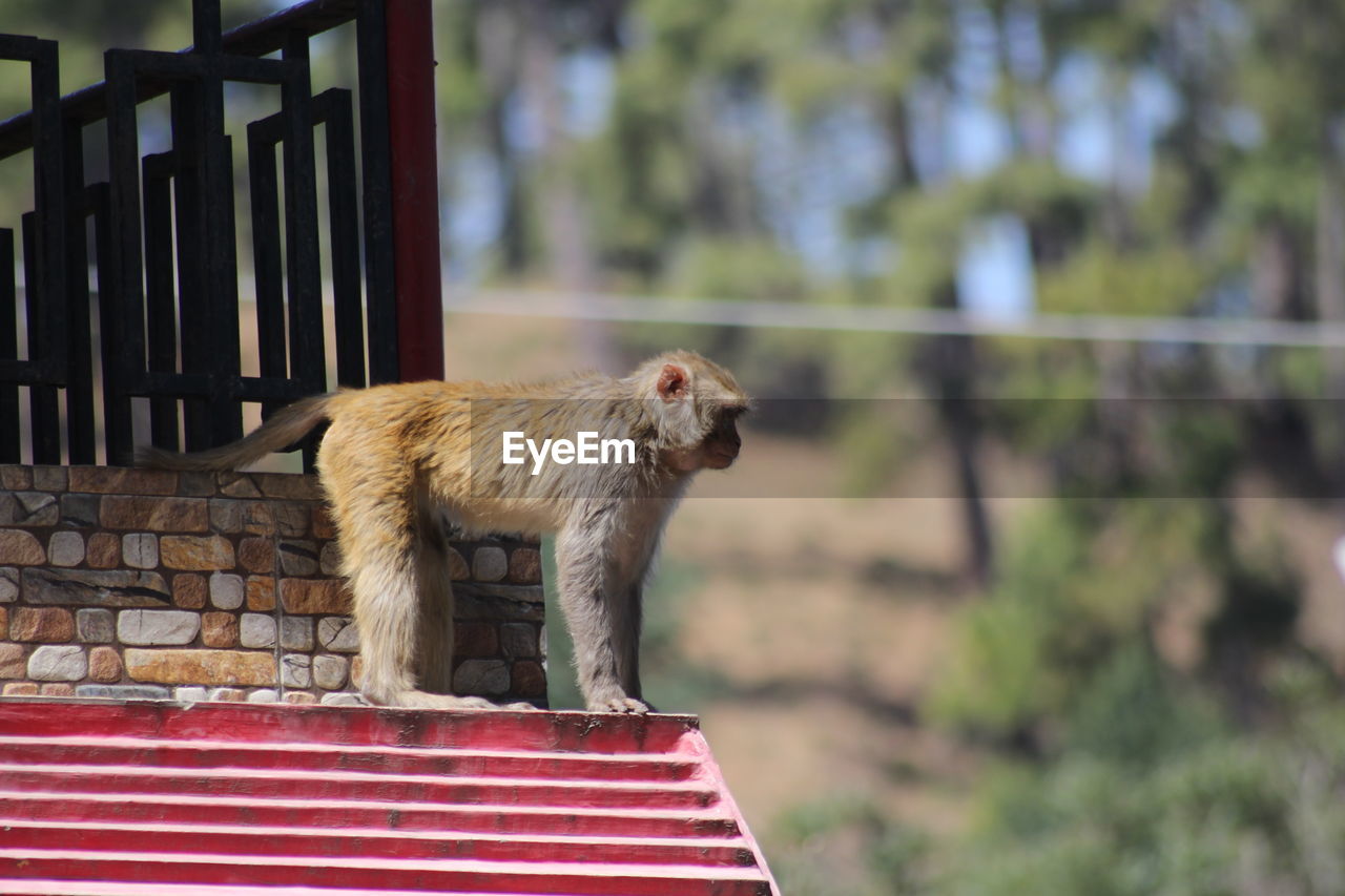 MONKEY LOOKING AWAY AGAINST WALL