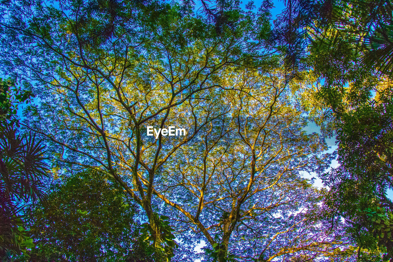 LOW ANGLE VIEW OF TREE AGAINST SKY