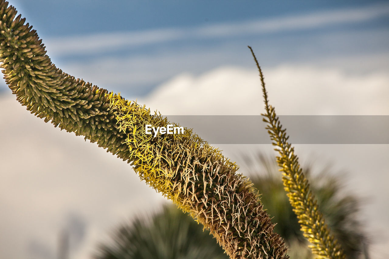 Close-up of plant against sky