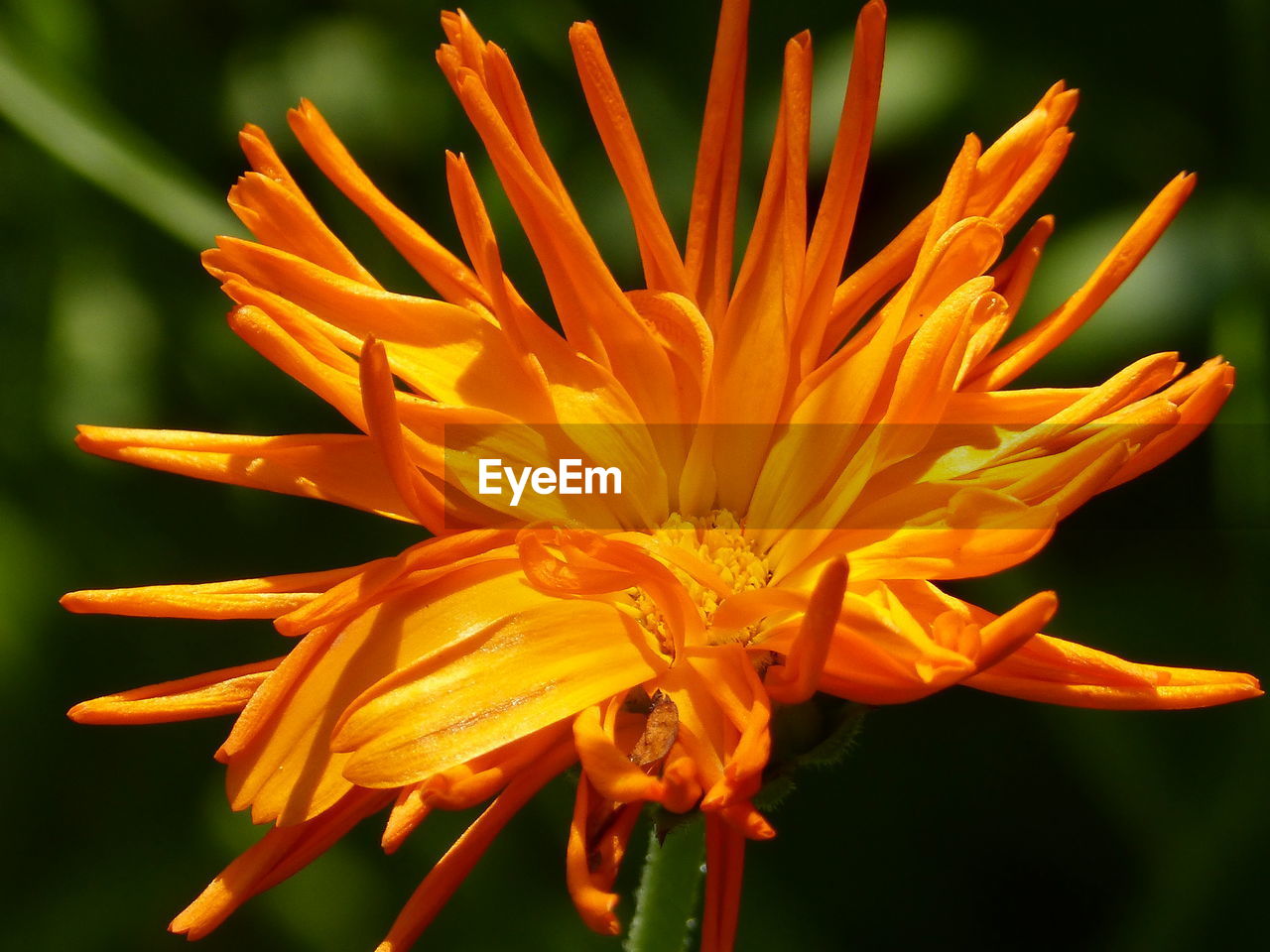 CLOSE-UP OF ORANGE FLOWER PLANT