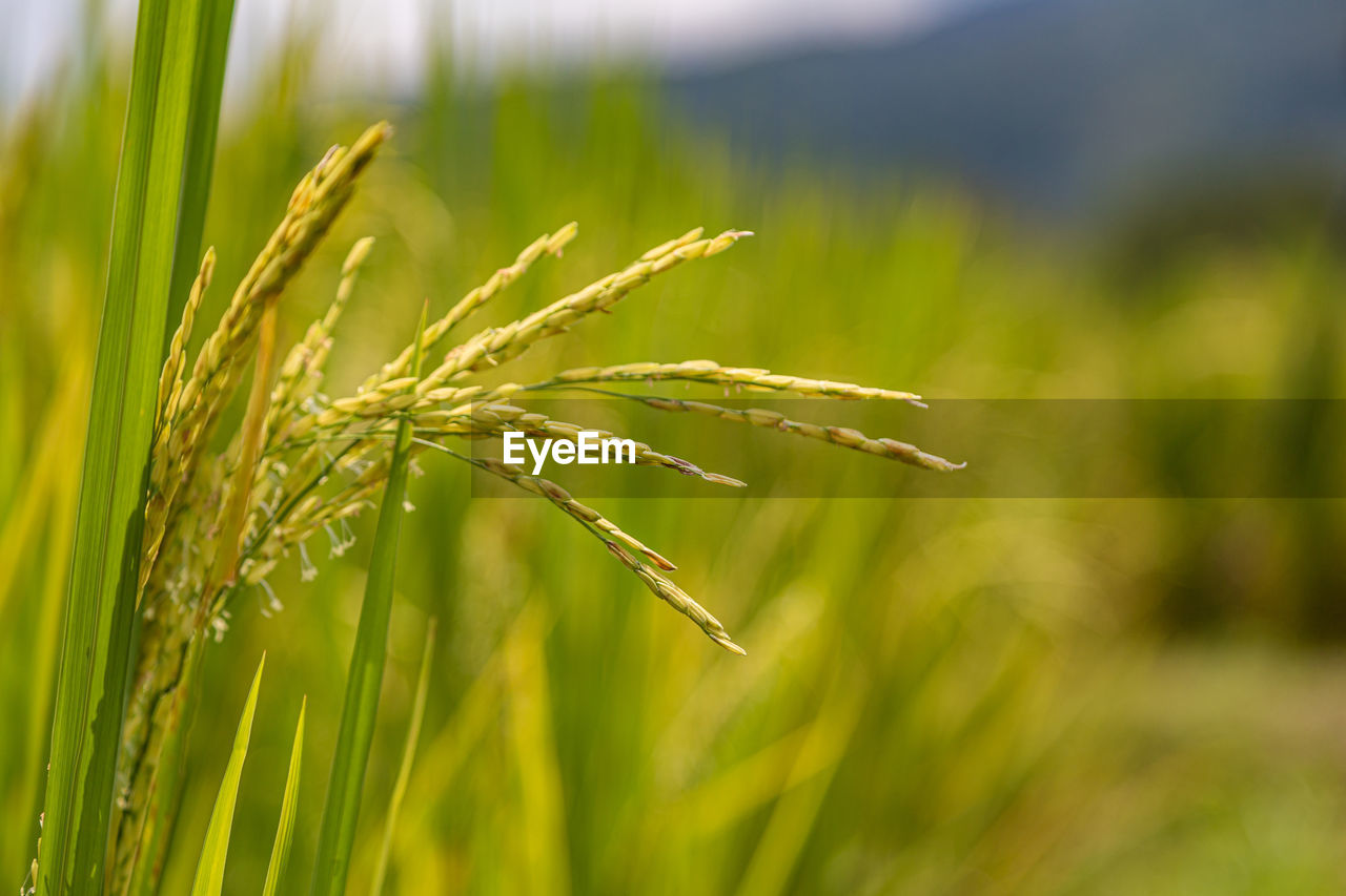 Close up of rice seeds on the rice grass almost ready to harvest