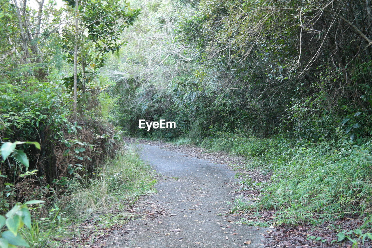 VIEW OF ROAD IN FOREST