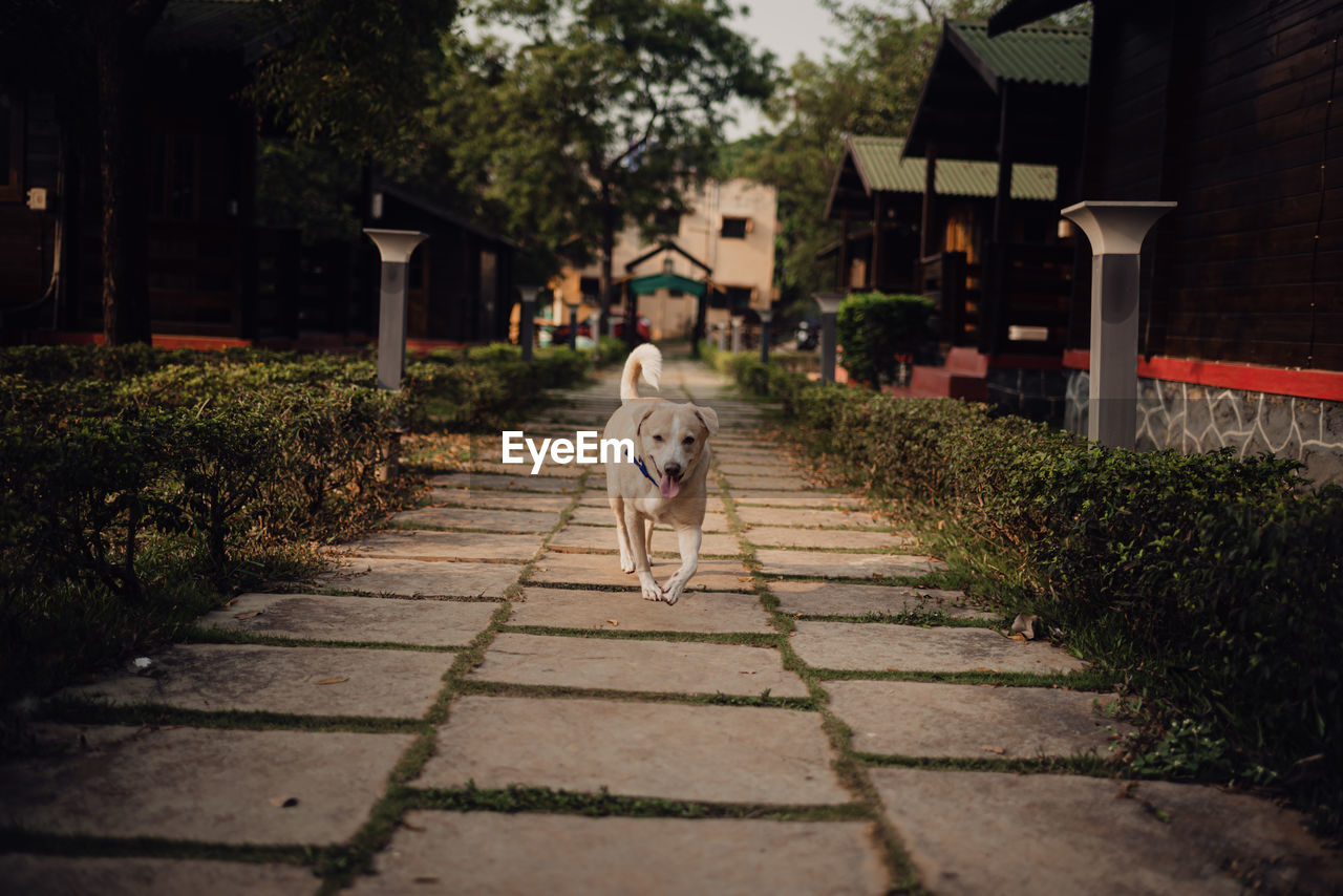 Dogs walking on footpath