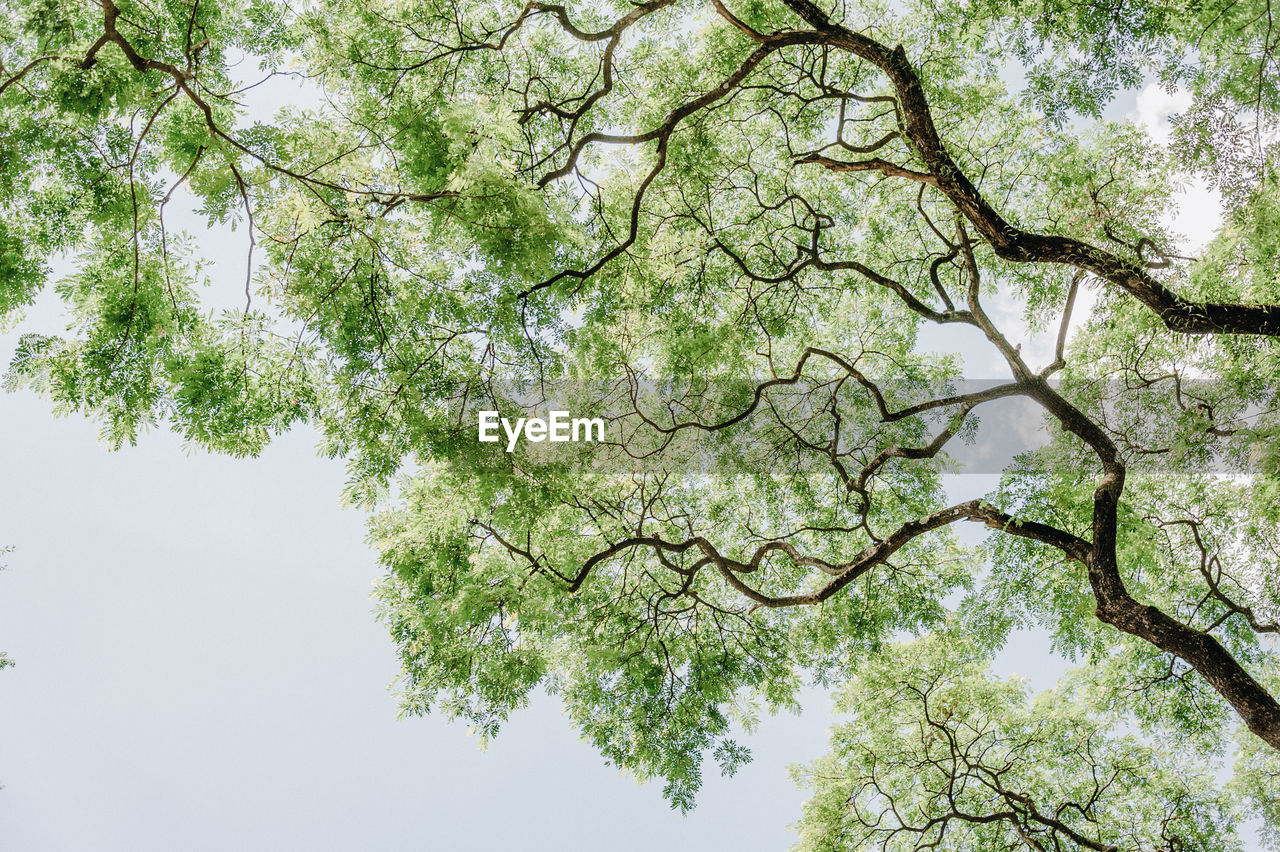 Low angle view of tree against sky