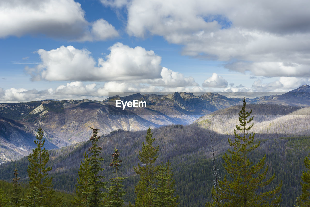 Mountains and dead burnt trees from a wildfire