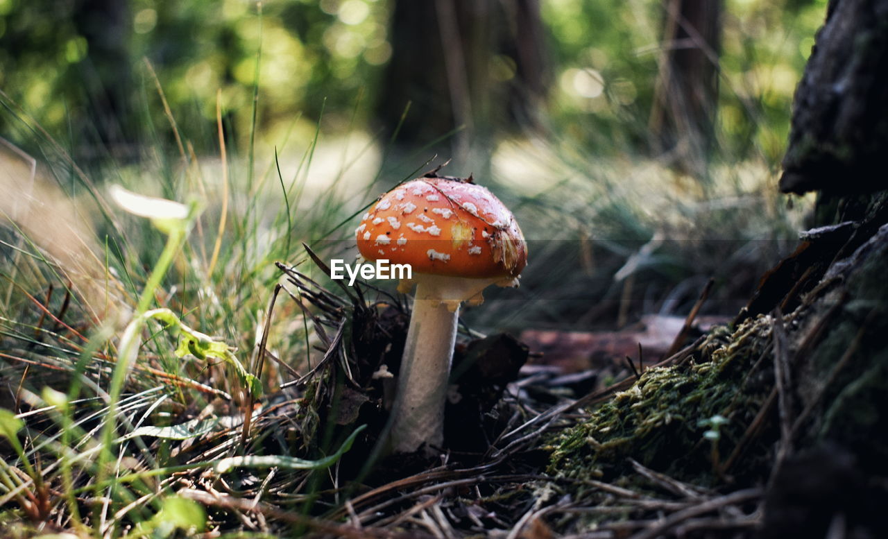 Close-up of mushroom growing on field in forest