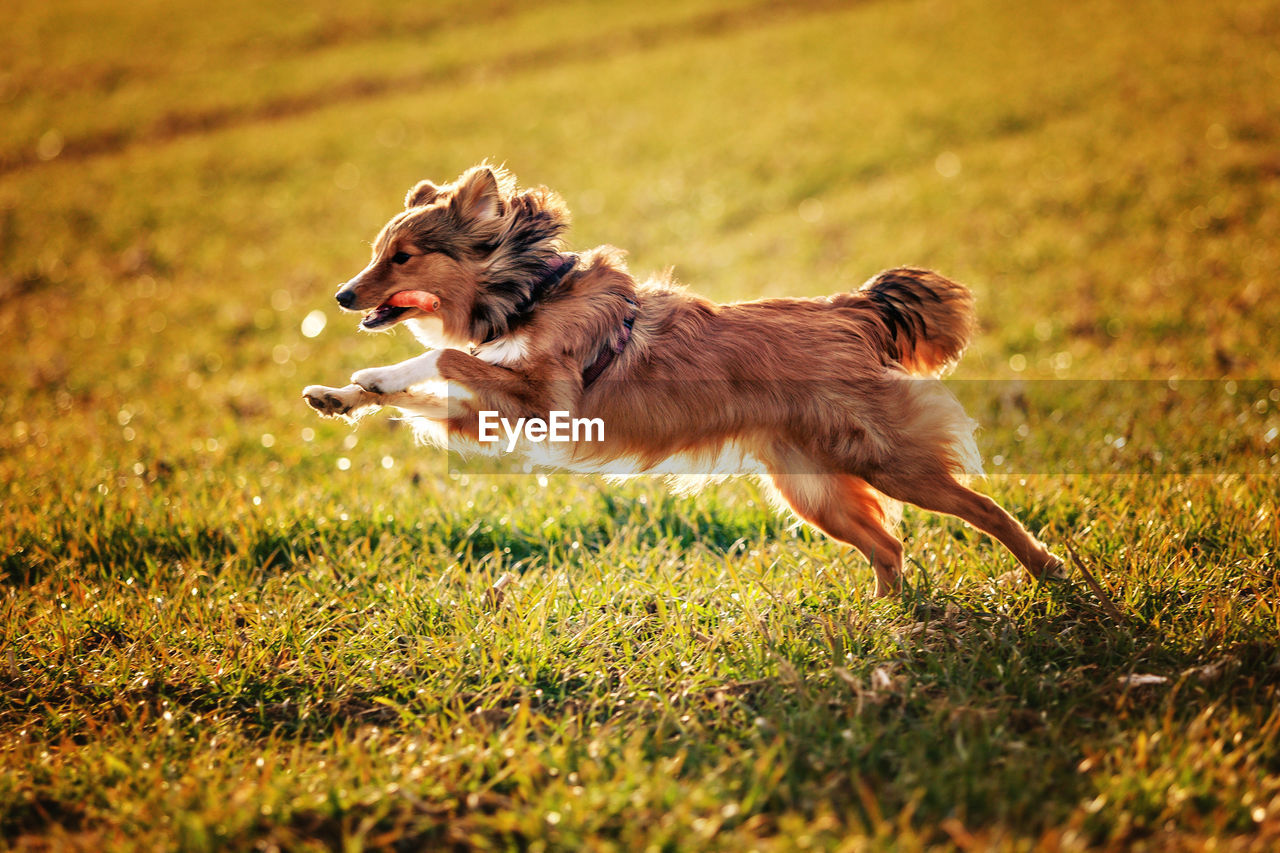 Dog jumping while running on grass
