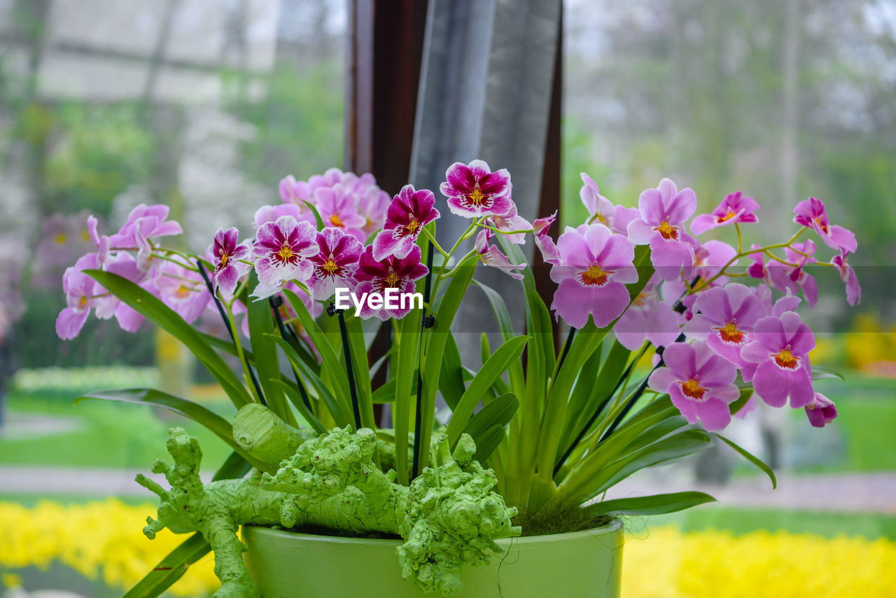 Close-up of pink flowering plant