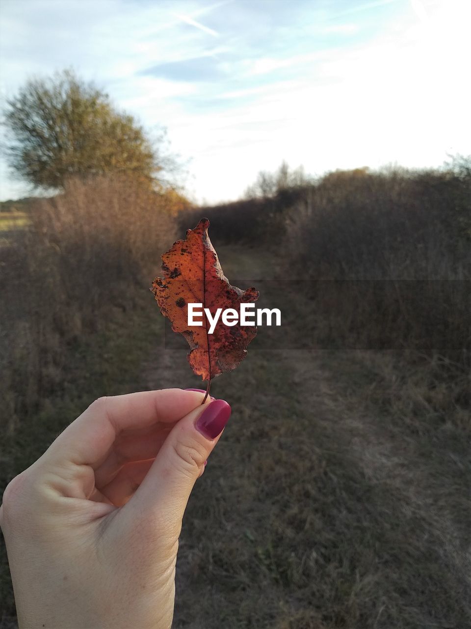 Midsection of person holding leaf during autumn