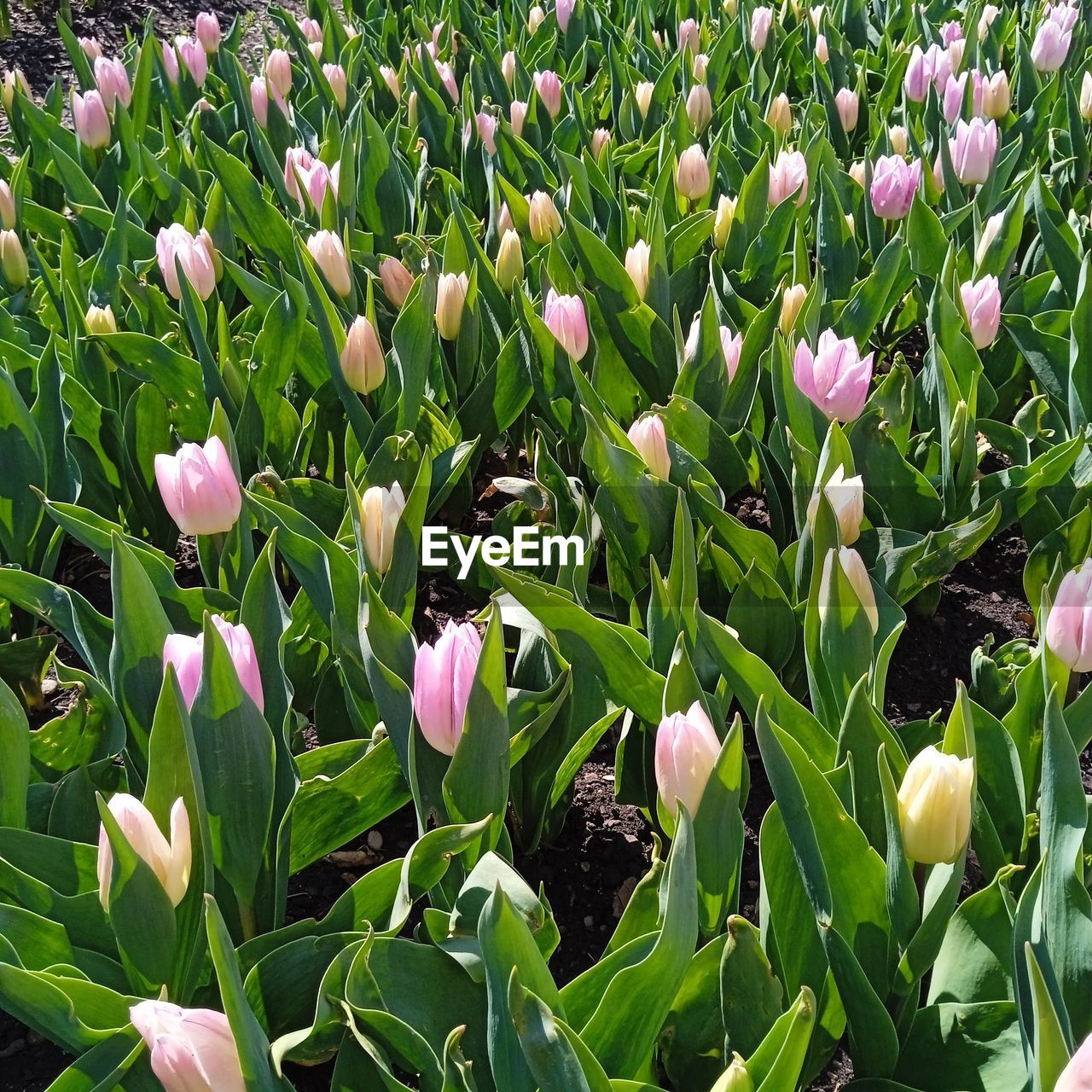 plant, flower, flowering plant, beauty in nature, growth, freshness, tulip, green, fragility, nature, petal, leaf, plant part, land, close-up, field, no people, flower head, inflorescence, springtime, day, botany, pink, outdoors, flowerbed, blossom, full frame, backgrounds