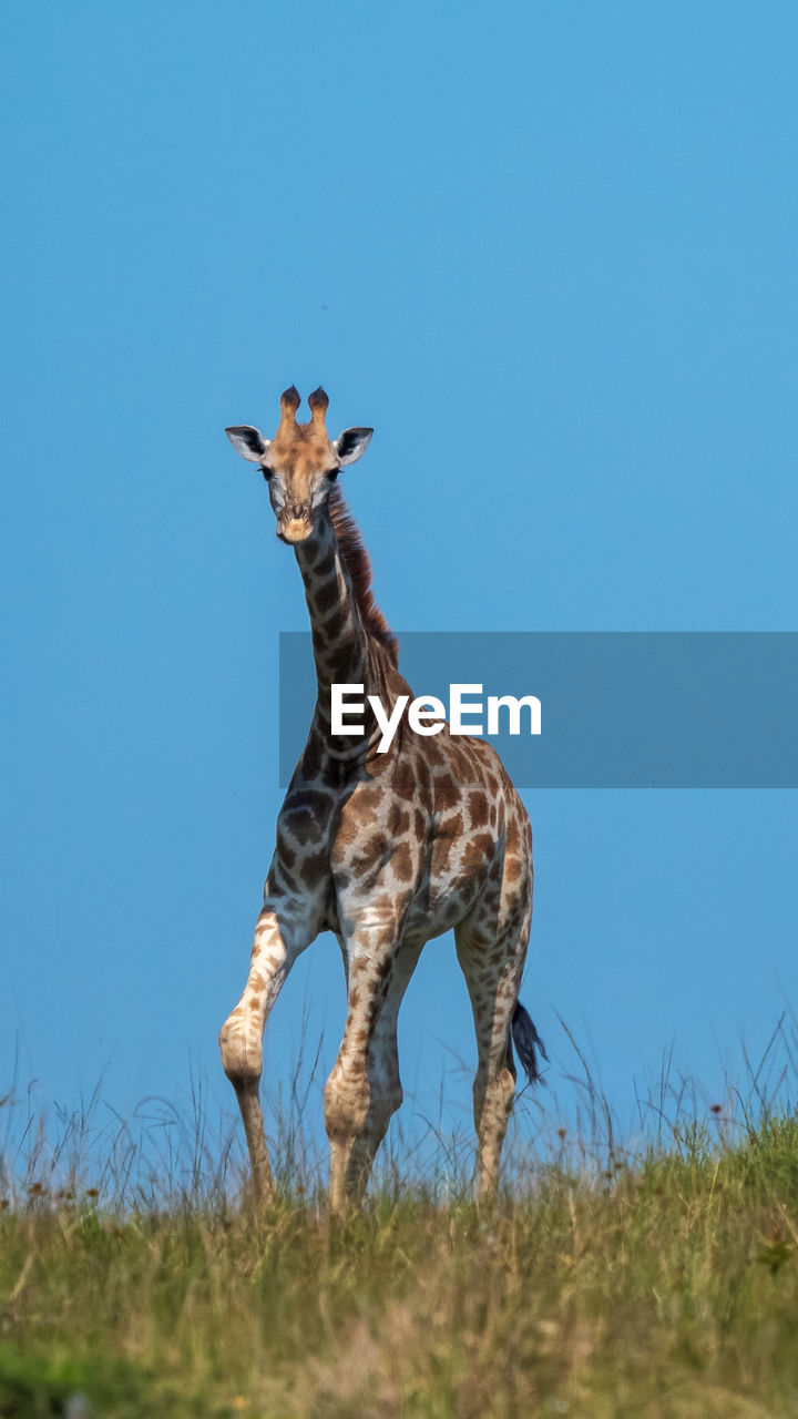 Low angle view of giraffe standing against clear blue sky