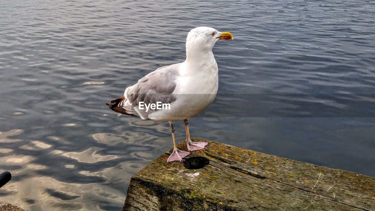 Seagull perching on wood against sea