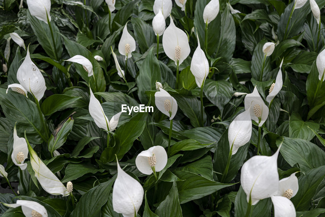 plant, flower, beauty in nature, growth, leaf, freshness, green, plant part, nature, flowering plant, petal, no people, white, full frame, fragility, close-up, land, field, backgrounds, flower head, inflorescence, snowdrop, outdoors, day, high angle view, springtime, botany