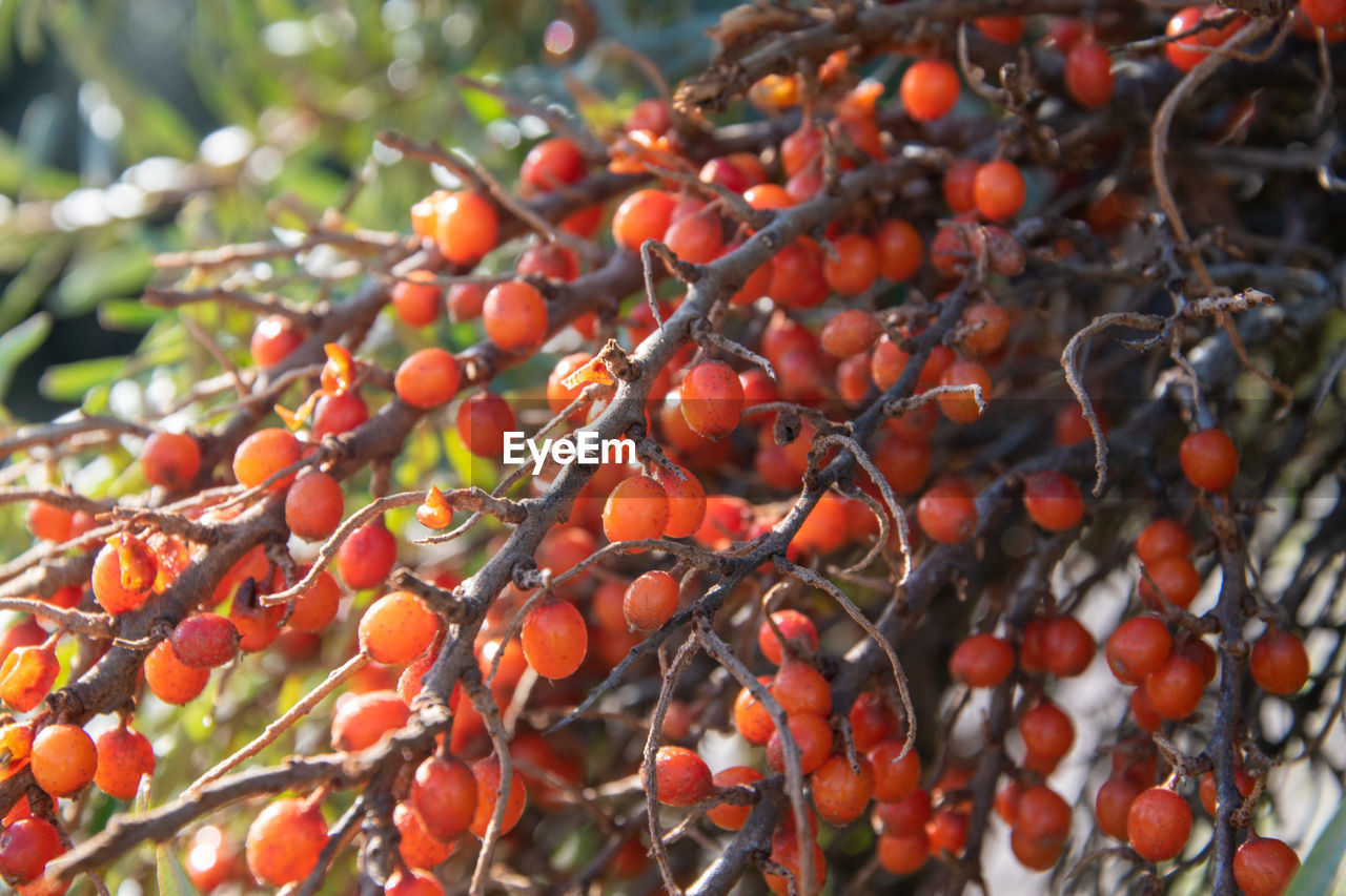 CLOSE-UP OF CHERRIES ON TREE