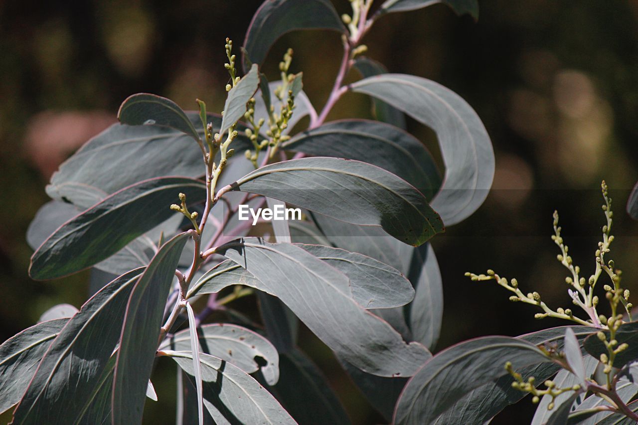 Close-up of flowering plant