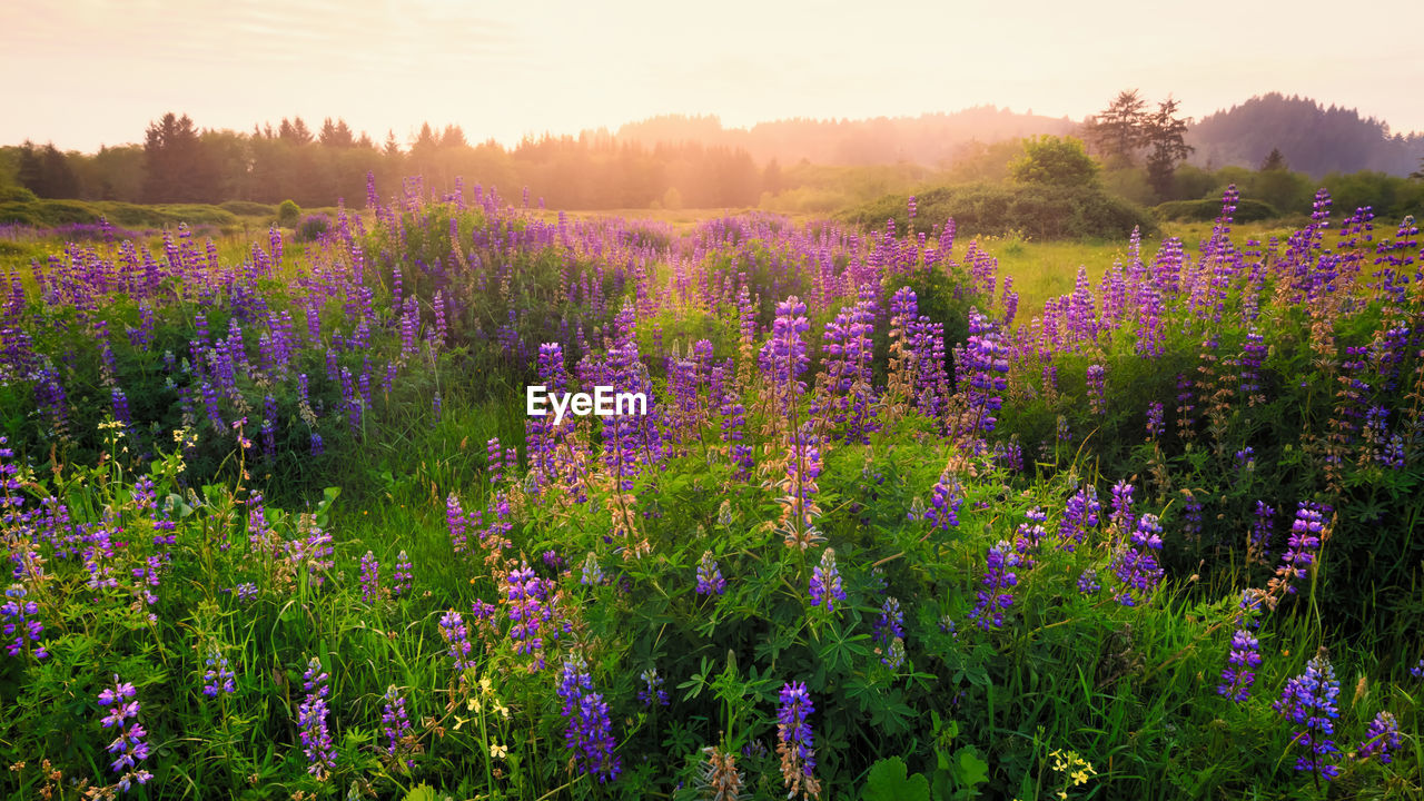 Lupine blossoms in humboldt county, california.