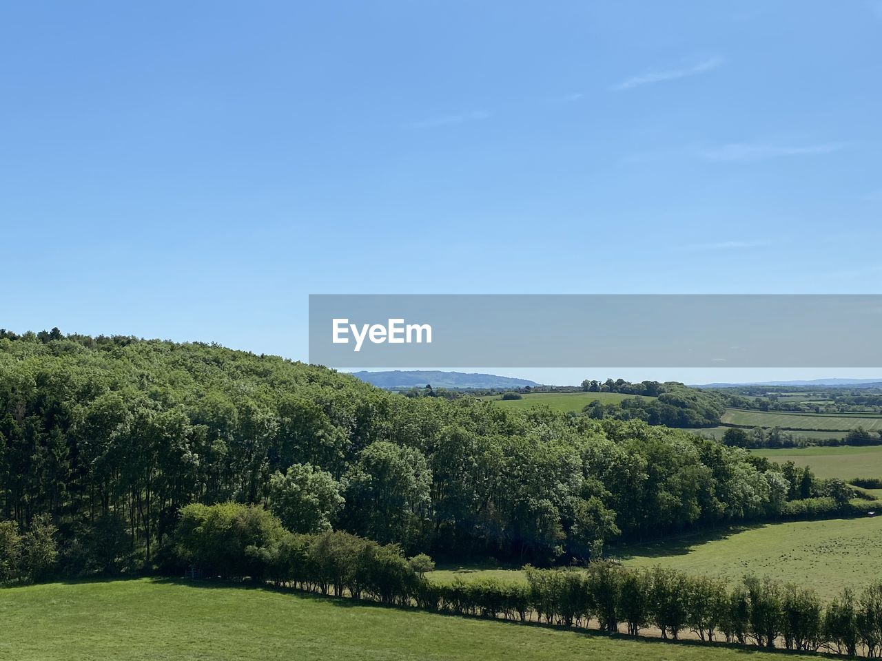 TREES ON FIELD AGAINST CLEAR SKY