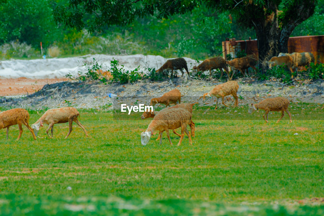 deer grazing on field