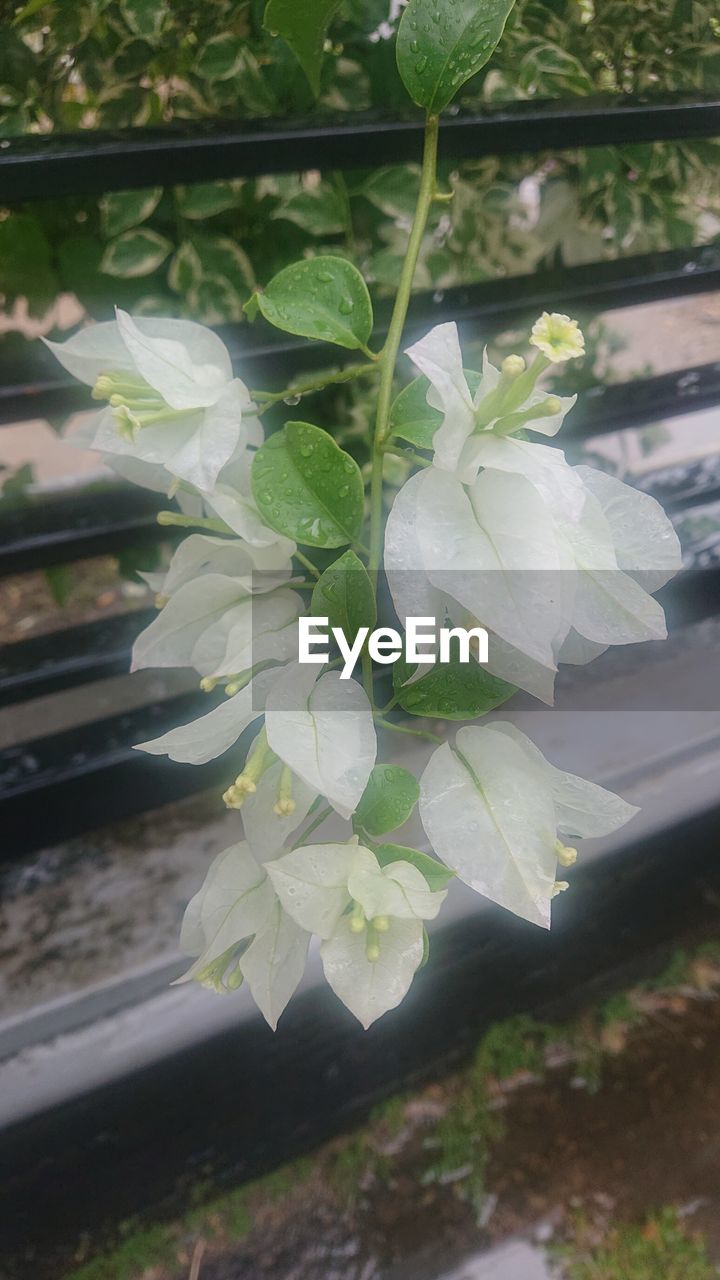 plant, flower, nature, leaf, plant part, green, beauty in nature, growth, flowering plant, freshness, no people, close-up, outdoors, day, white, tree, fragility