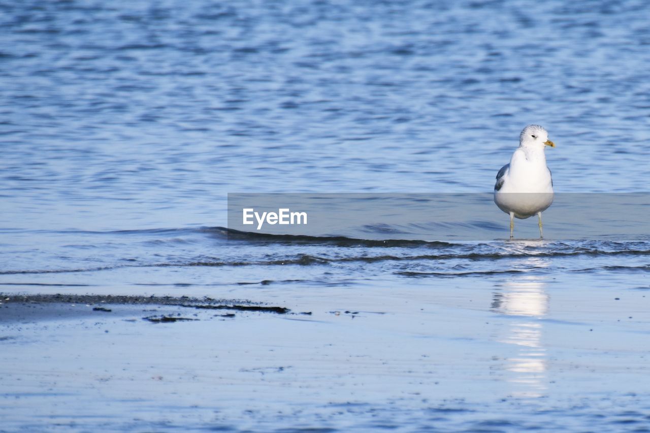 SEAGULLS ON BEACH