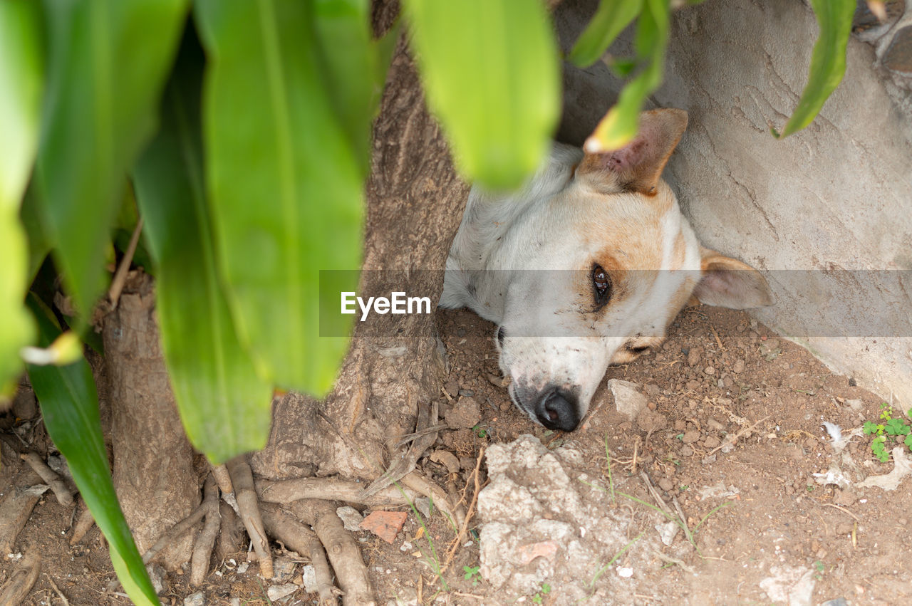 VIEW OF A SHEEP ON TREE