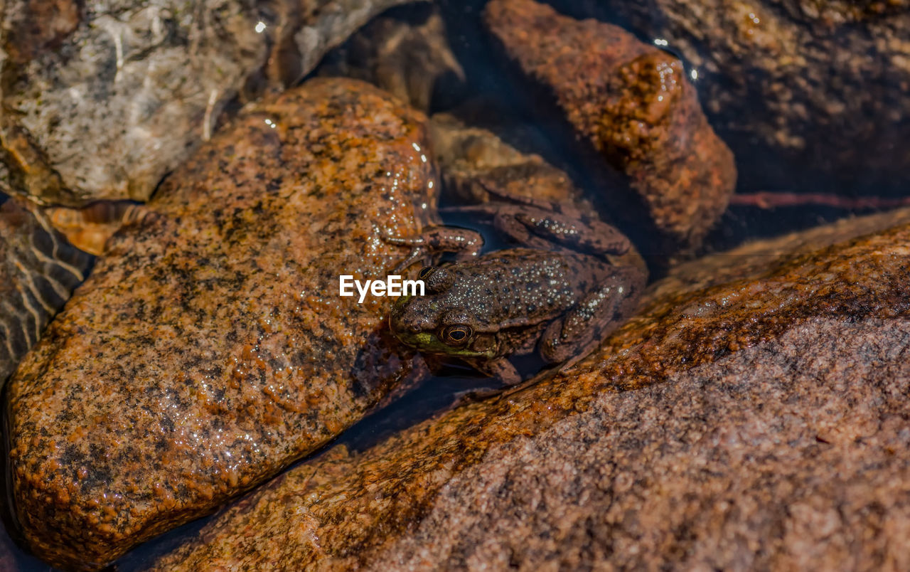 Close-up of frog in lake on sunny day