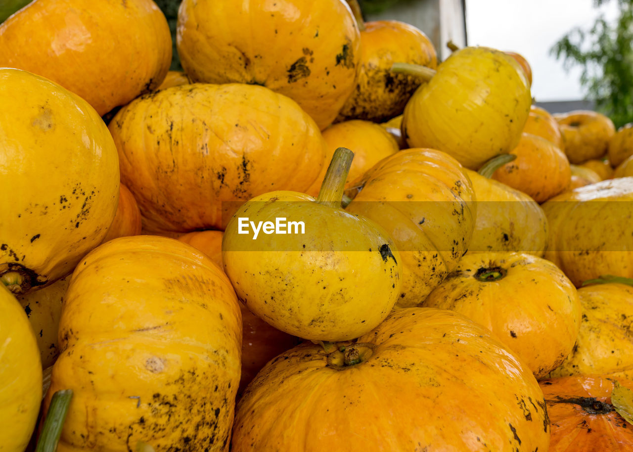Bright picture with yellow and orange pumpkins, pumpkin stack on wooden boards, pumpkin close-up