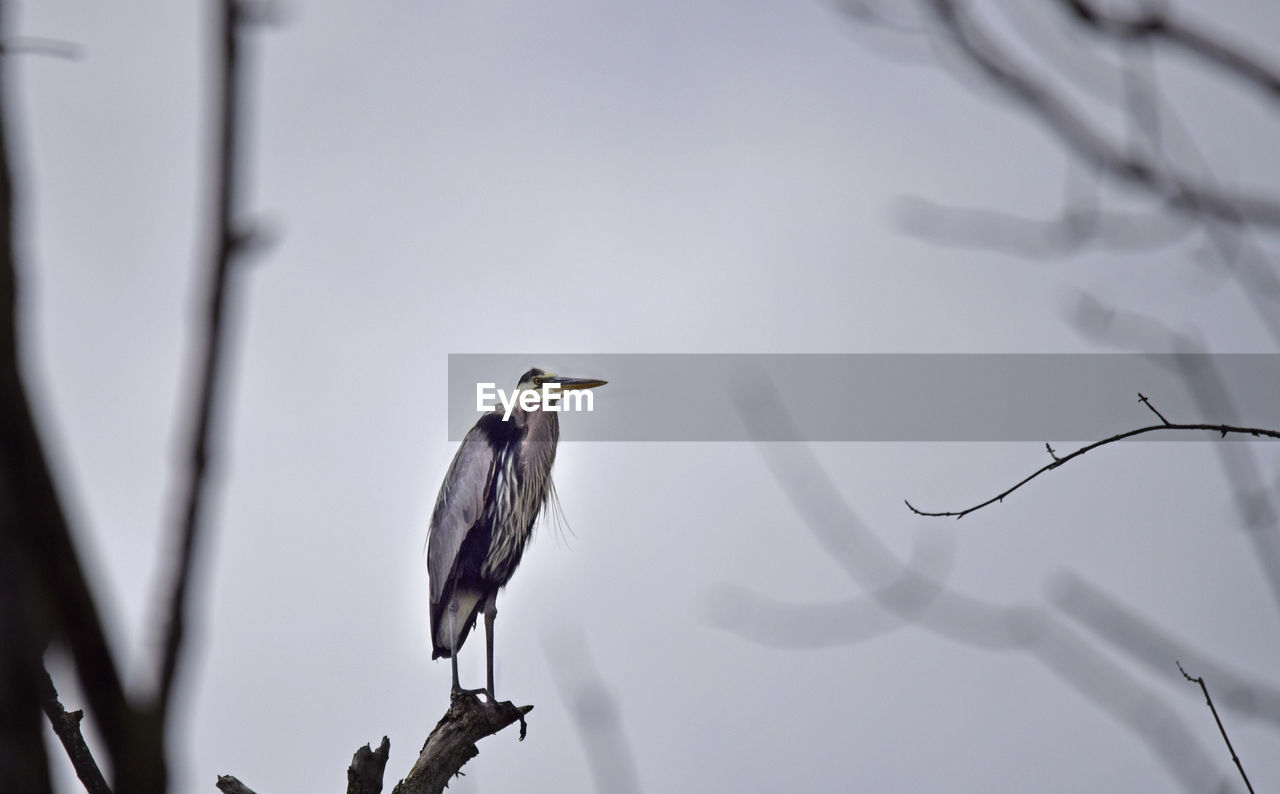 Low angle view of blue heron perching on branch