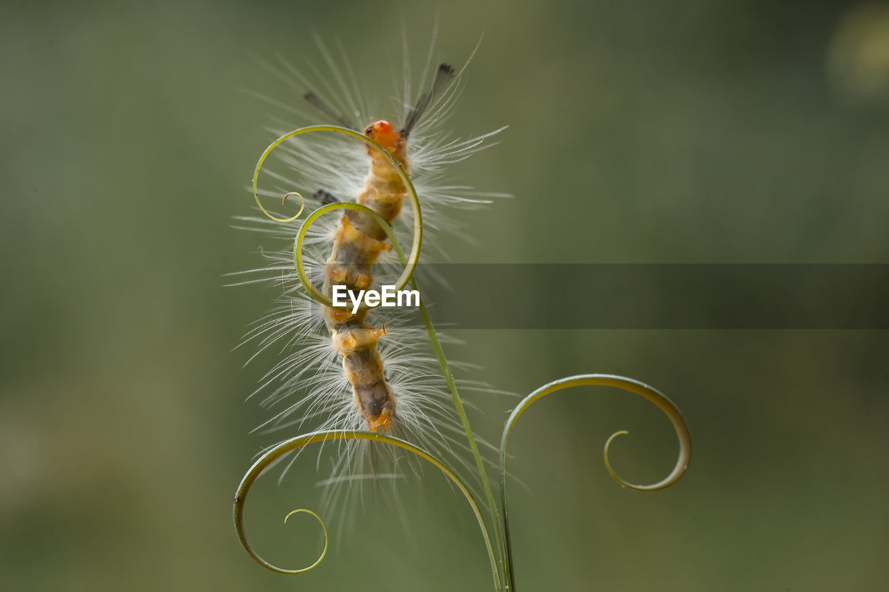 Beautiful pose of caterpillars