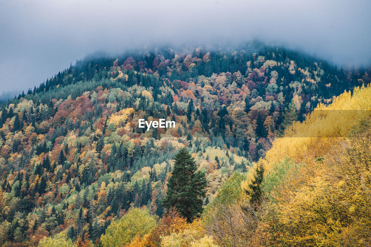 HIGH ANGLE VIEW OF AUTUMN TREES ON MOUNTAIN