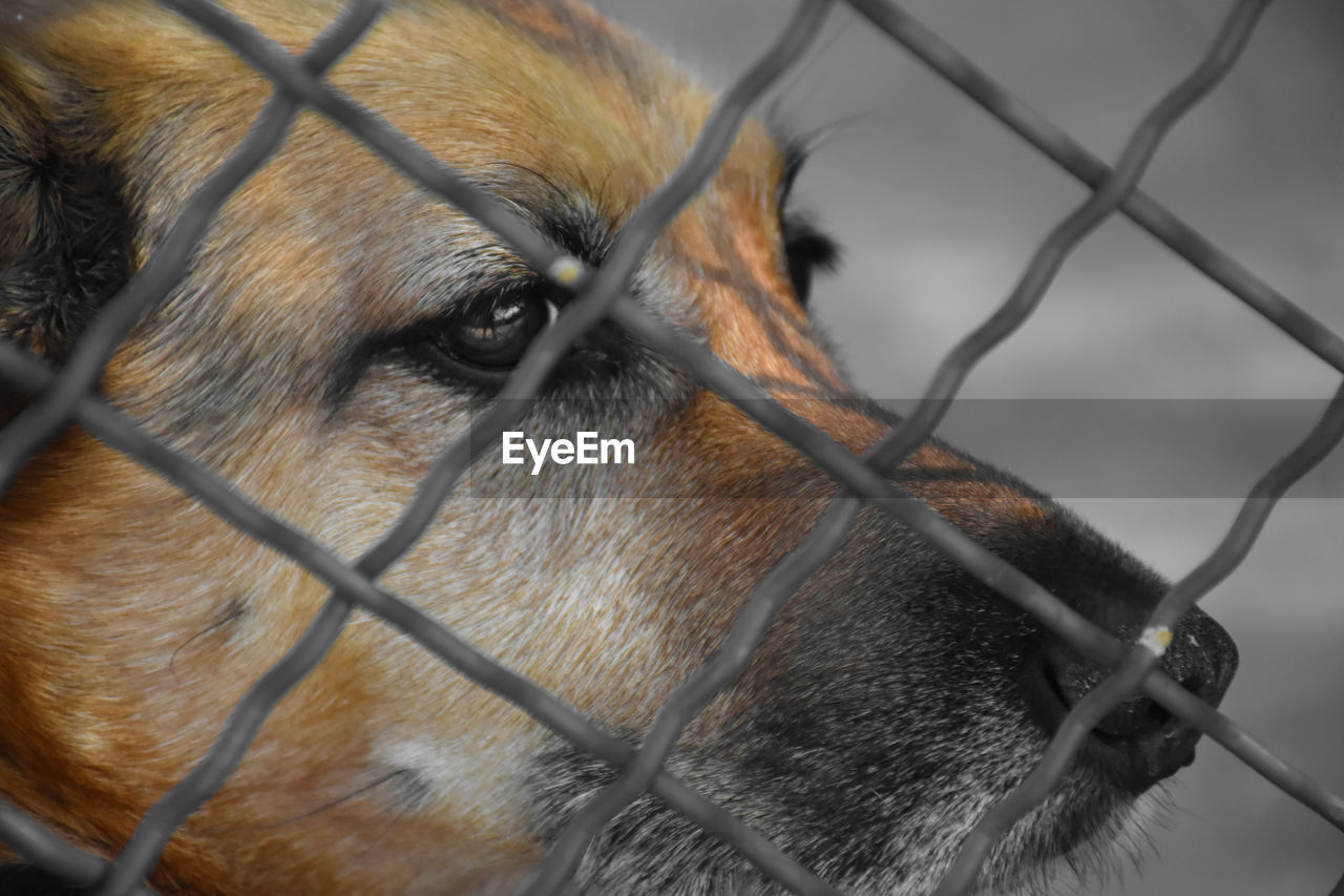 CLOSE-UP OF A DOG IN CAGE AT ZOO