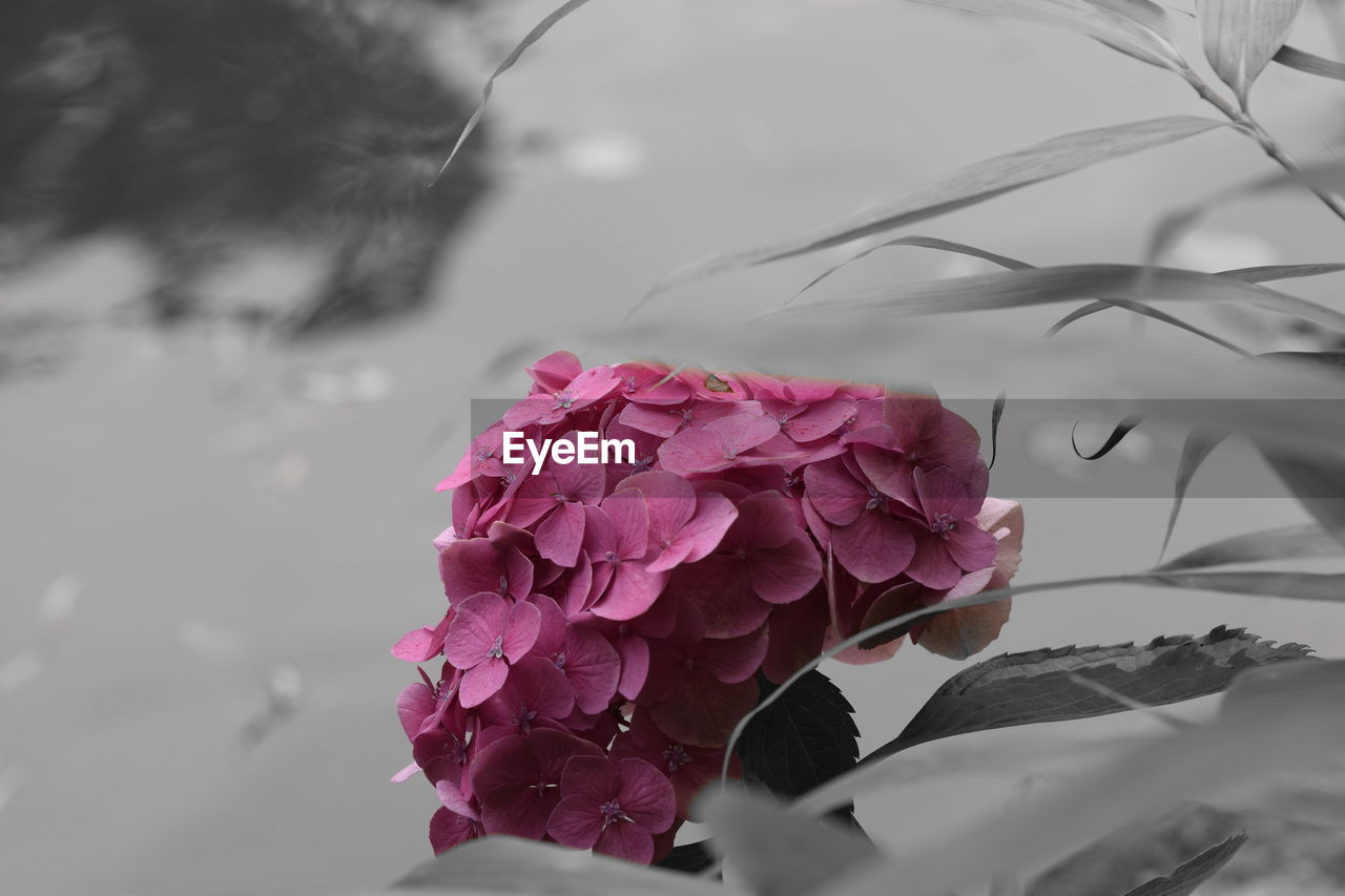 CLOSE-UP OF PINK FLOWERS BLOOMING OUTDOORS