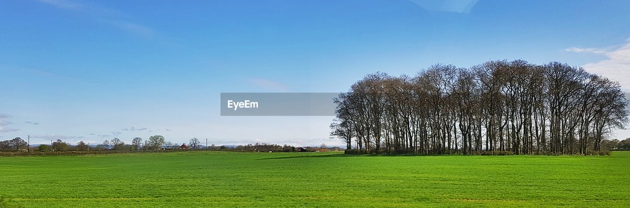 TREES GROWING ON FIELD AGAINST BLUE SKY