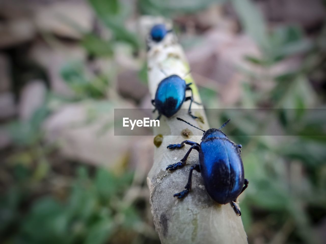 CLOSE-UP OF TWO LADYBUG ON TREE