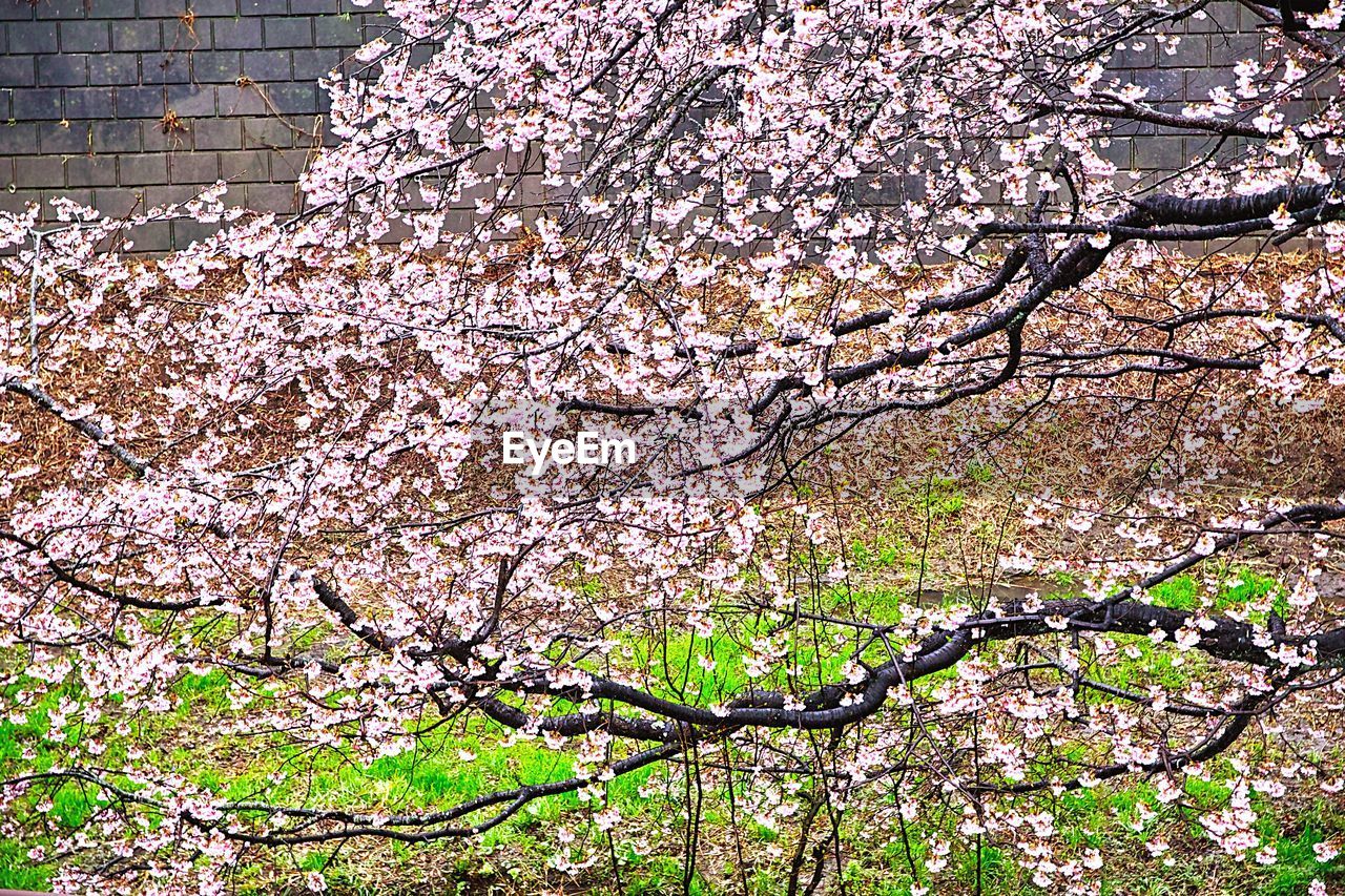 LOW ANGLE VIEW OF CHERRY BLOSSOM TREE