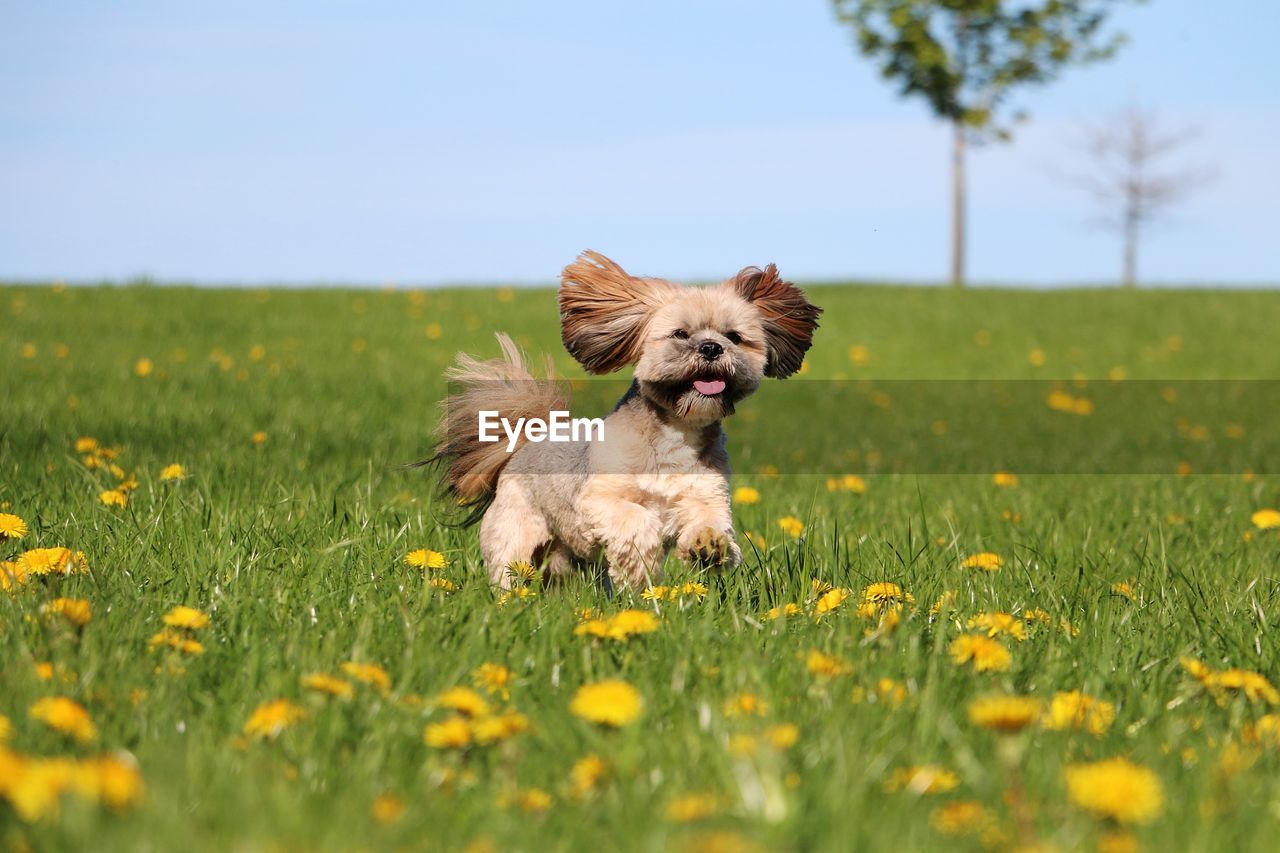 Dog running on grassy field against sky