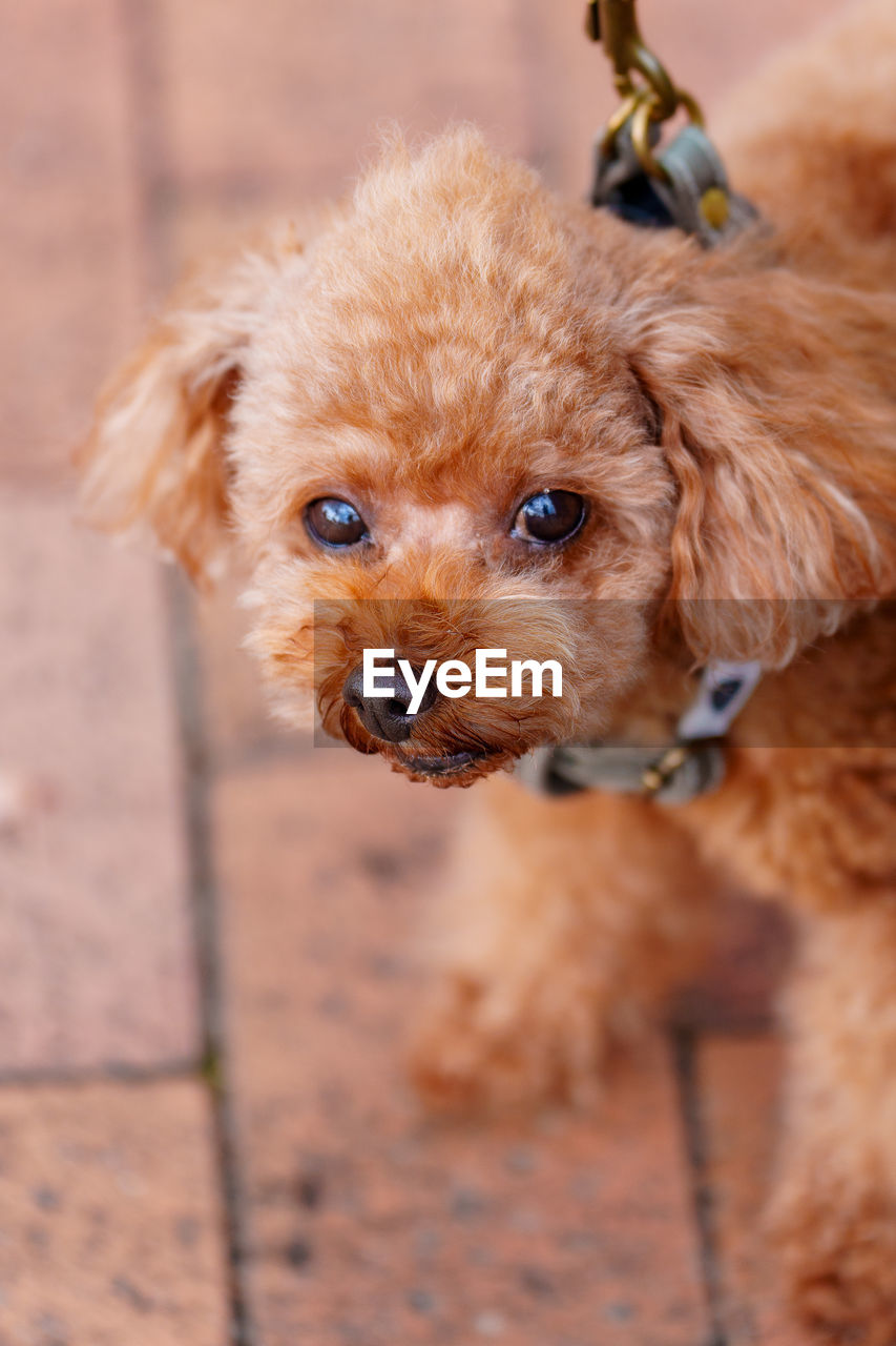 dog, canine, pet, domestic animals, one animal, mammal, animal themes, animal, puppy, brown, lap dog, portrait, cute, young animal, looking at camera, no people, carnivore, cockapoo