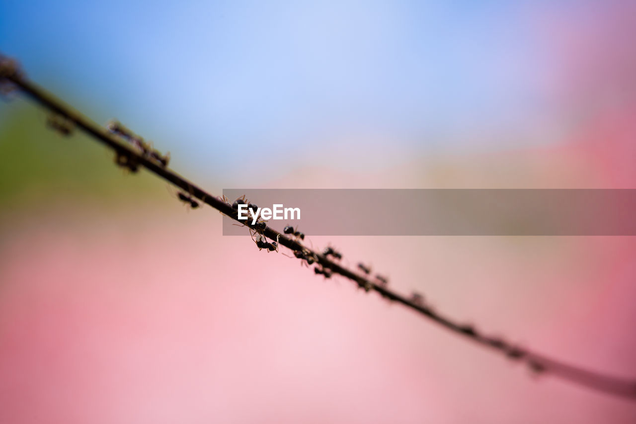 Close-up of ants on cable