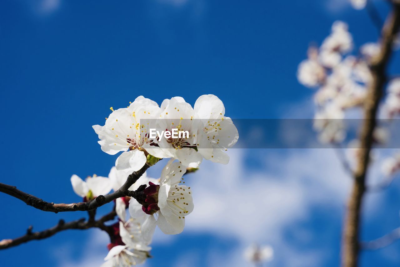 plant, flower, flowering plant, blossom, springtime, beauty in nature, fragility, tree, freshness, branch, nature, spring, growth, sky, white, blue, cherry blossom, close-up, flower head, focus on foreground, inflorescence, day, twig, fruit tree, outdoors, petal, no people, macro photography, low angle view, almond tree, produce, botany, sunlight, pollen, apple tree, cherry tree, food and drink, food, selective focus, fruit