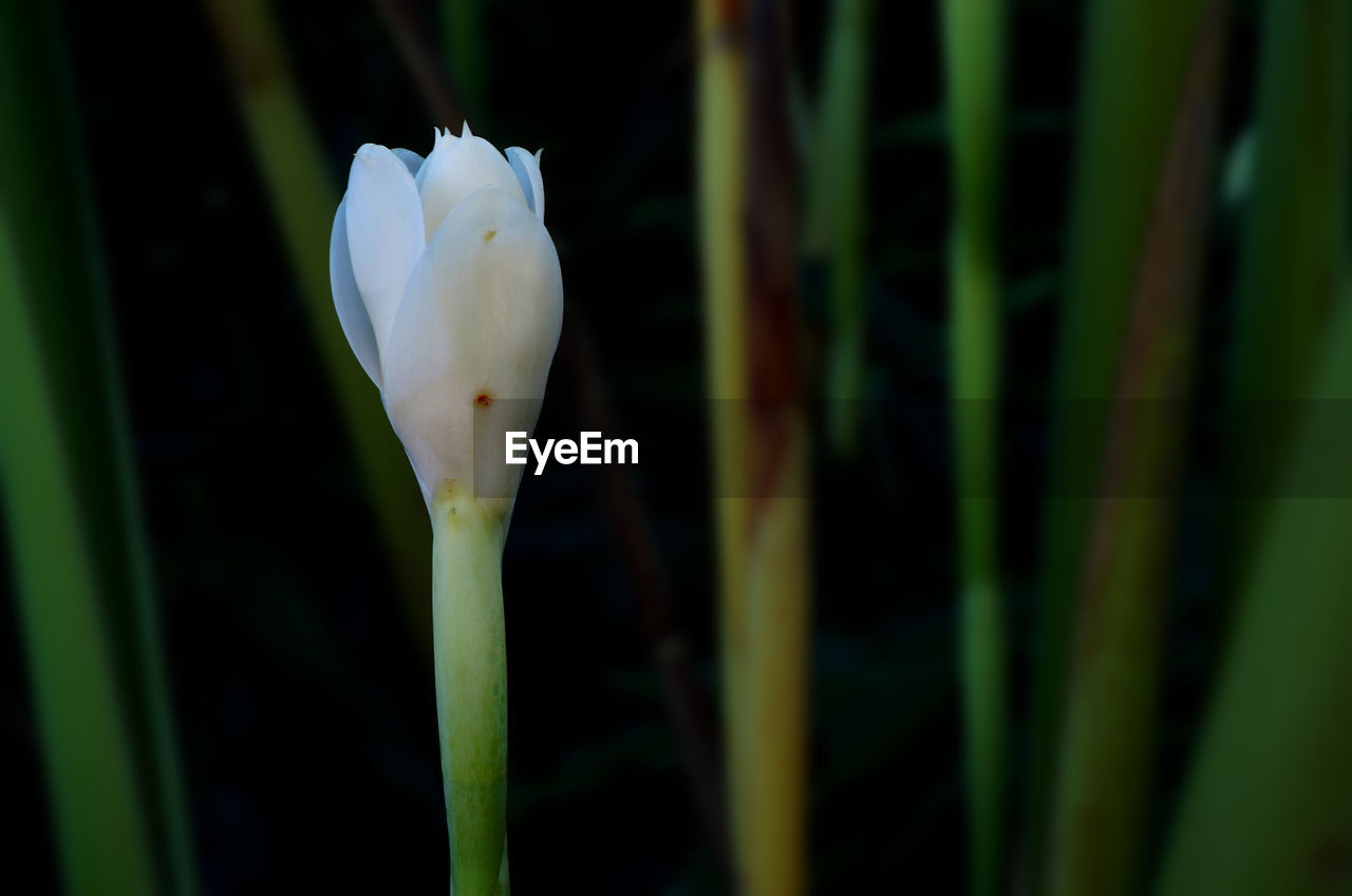 Close-up of flower