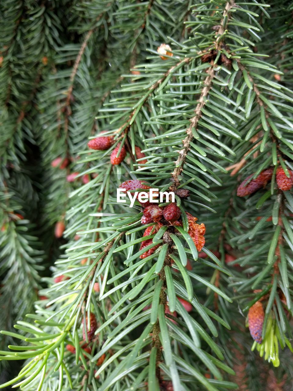 Pine cones growing on tree