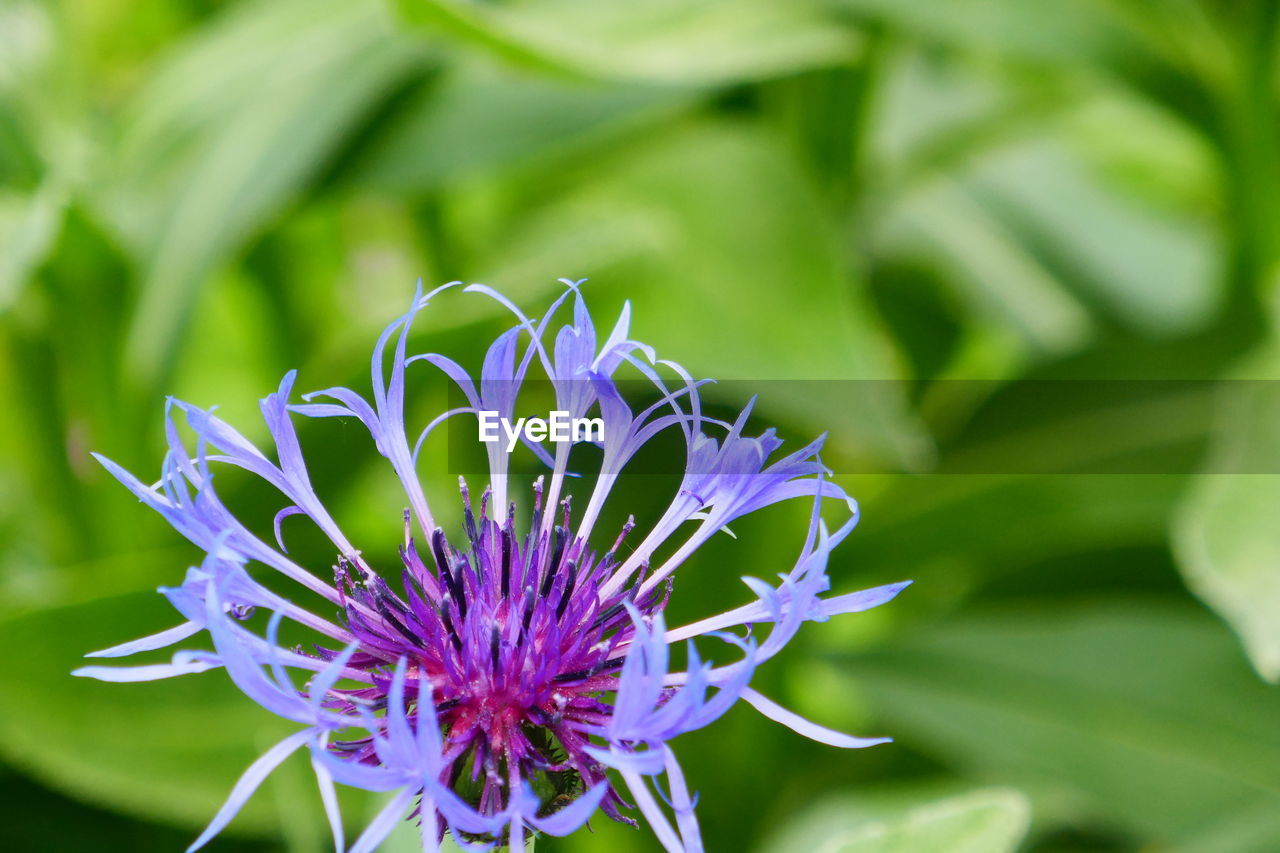 CLOSE-UP OF PURPLE FLOWER PLANT