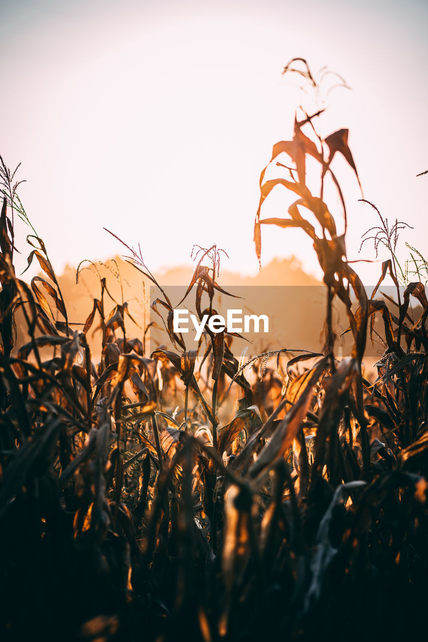 Close-up of crops on field against sky at sunset