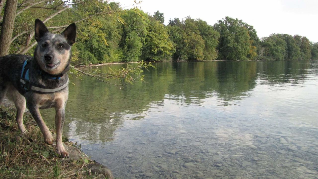 DOG STANDING IN LAKE