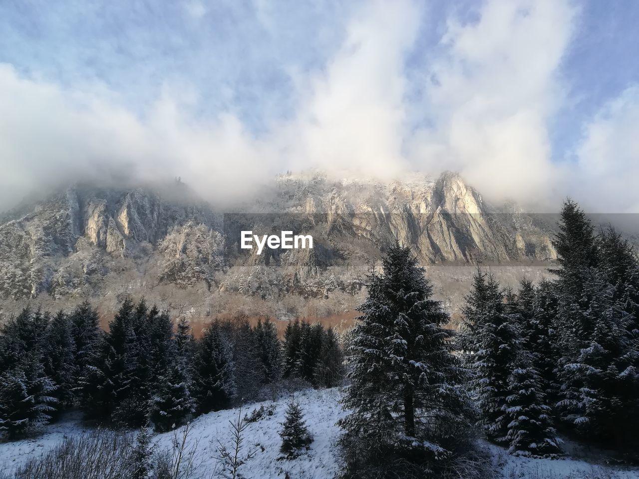 Pine trees on snowcapped mountains against sky