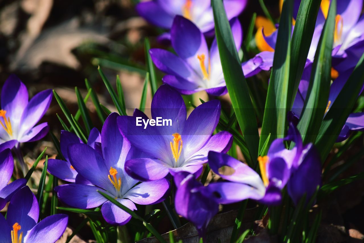 CLOSE-UP OF PURPLE CROCUS FLOWERS IN BLOOM