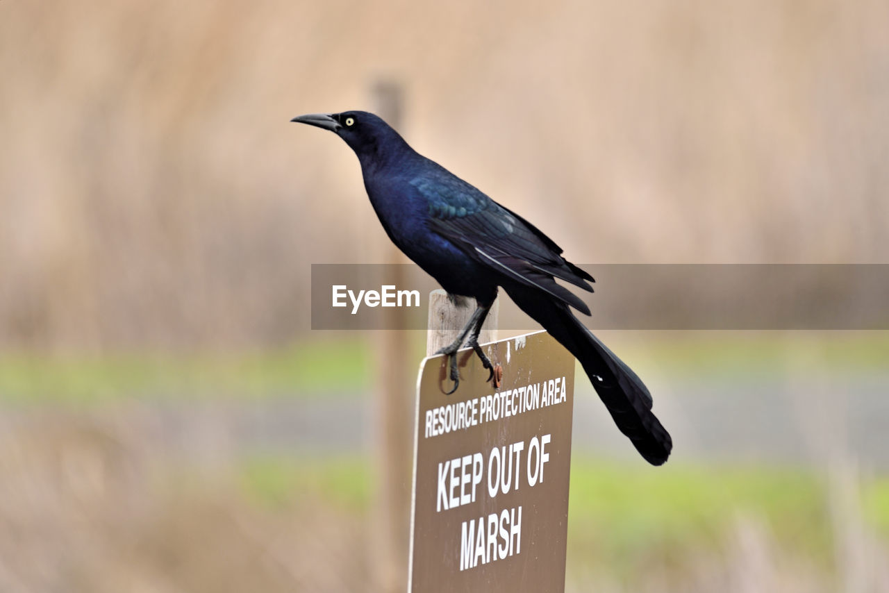 CLOSE-UP OF A BIRD PERCHING ON A SIGN