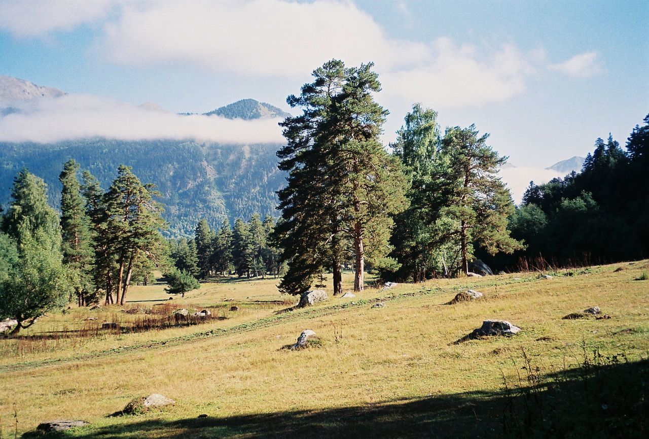 VIEW OF TREES ON FIELD