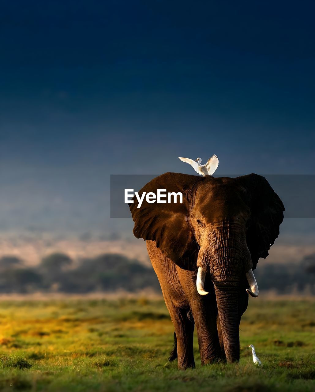 Elephants drinking water